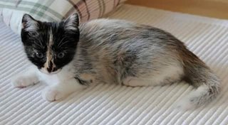 遺伝子の突然変異により猫の新たな毛色が誕生「サルミアッキ」と命名