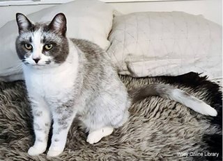 遺伝子の突然変異により猫の新たな毛色が誕生「サルミアッキ」と命名