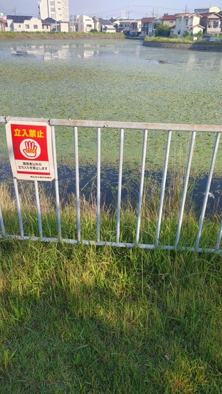 彼氏と同棲をナイトプールに来たよ！