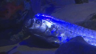 珍事　謎の深海魚「リュウグウノツカイ」…2週連続2匹目　ほぼ完全に近い綺麗な個体　今度は河口で