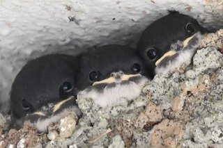 ツバメの雛が「強風につき巣立てず」　巣の中で身を寄せ合う3羽　12万人が見守ったその後の展開とは