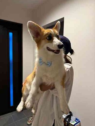 動物病院で「コーギーだよね？足長くない？」と言われたワンコ　「コーギー界の冨永愛さん」
