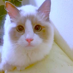 遠野なぎこ　好きな人だけ来て