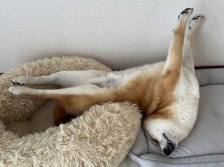 みんなの犬、怒るとどうなる？