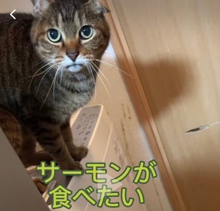 猫かわいい
