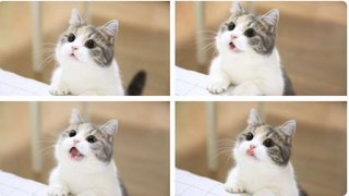 猫かわいい