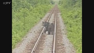 北海道「ただ今ヒグマと並走しています」列車の前に…線路上を走るクマ　乗客も驚き動画撮影