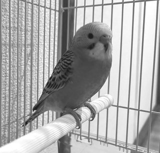 鳥好きさん、いませんか？