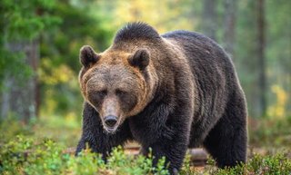 クマの倒し方教えてください