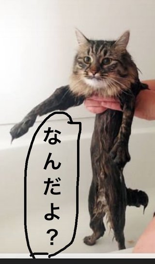 ふふってなる画像。〜〜爆笑まではしないけど。〜〜