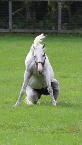 ふふってなる画像。〜〜爆笑まではしないけど。〜〜