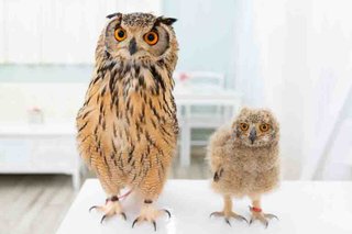 ミミズク飼いたい