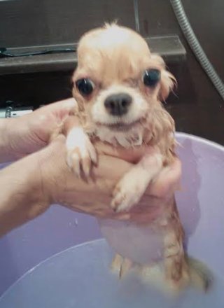 トイプードルって何であんなに可愛くないんだろう。