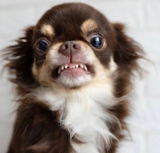 パピヨンとかいう犬なんなの？