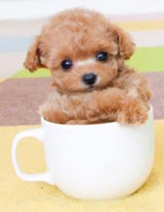 パピヨンとかいう犬なんなの？