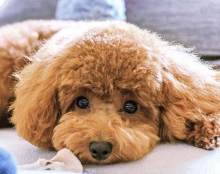 パピヨンとかいう犬なんなの？