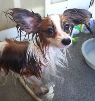 パピヨンとかいう犬なんなの？