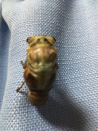 今年も出てきた