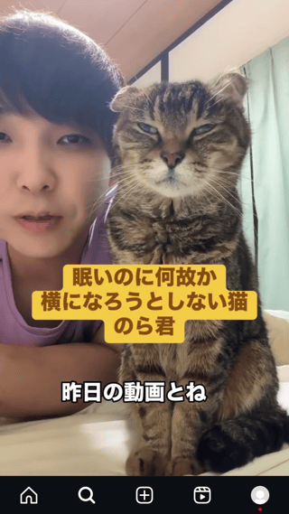 猫は最高だよね