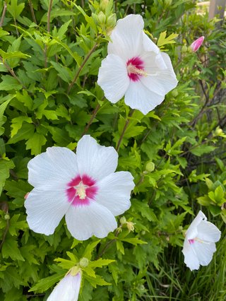 &#x{11:F8E2};なんでもいｰから&#x{11:F8E2};