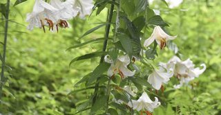 【岳】神奈川県の花・ヤマユリ　秦野のハイキングコースに６００株咲き競う