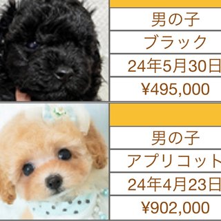 トイプードルとマルチーズ、どっち飼おうか悩んでます。