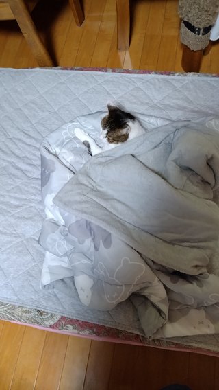 愛子さまと雅子さま見るたびにすごいなと思う