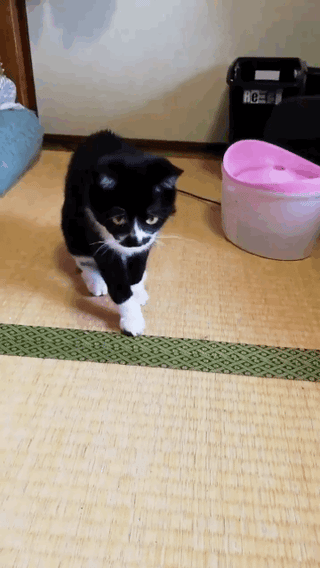 猫ってバカなの？
