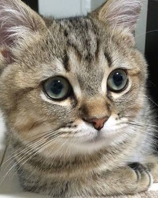 猫ってバカなの？