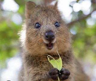 ウォンバット飼いたい。みんなは何が飼いたい？