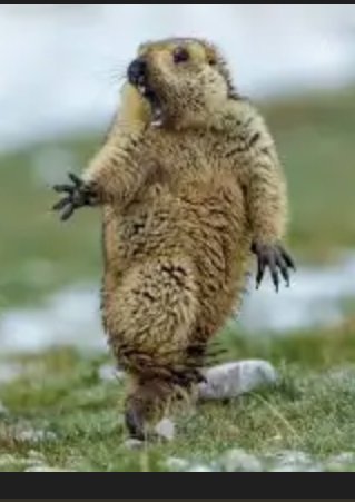 ウォンバット飼いたい。みんなは何が飼いたい？