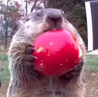 ウォンバット飼いたい。みんなは何が飼いたい？