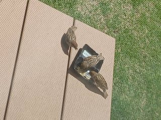 鳥好きさん、いませんか？