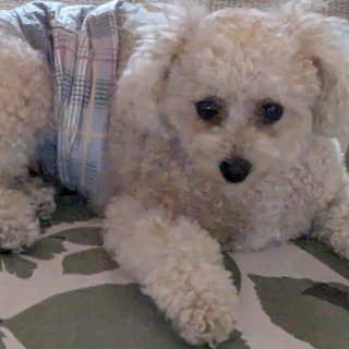 子供が犬を貰ってきたけど家で飼えない