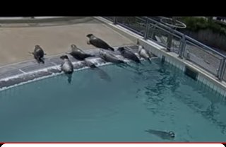 あざらし幼稚園って知ってる？