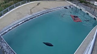 あざらし幼稚園って知ってる？