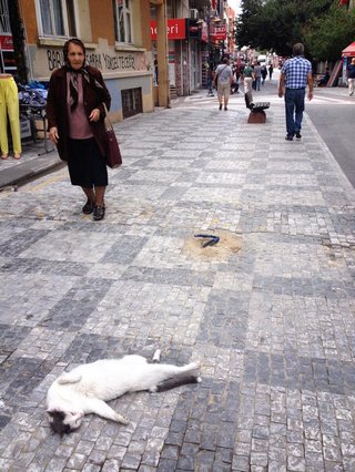 地域猫活動どう思う？