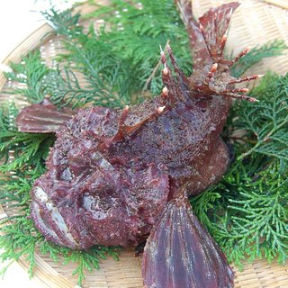 新潟県上越市と糸魚川市の海岸でオコゼに7歳女児と20歳女性刺される