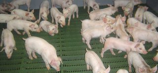 公園で豚の散歩させてたら嫌な顔された