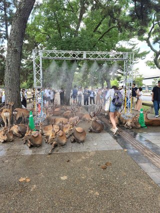 奈良公園に暑さ対策ミストを設置した結果…