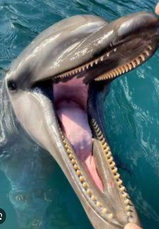 小学生の男の子(10) 野生のイルカに噛まれ大けが 福井の手ノ浦海水浴場