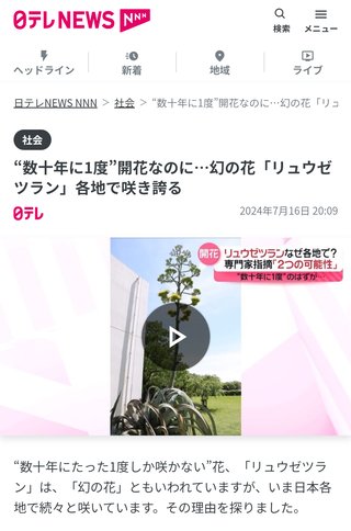 そういえば数十年？１００年？に一度咲く花が各地で咲いてるらしい