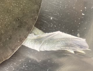 お宅のペット見せてくださる？