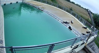 あざらし幼稚園って知ってる？