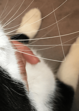 曲がった猫のひげは戻りますか？