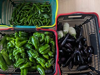 野菜採れすぎて泣く