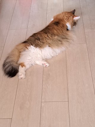 うちの猫がいつもサボってる