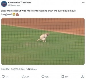 球場で“新人犬”が大暴走　自由すぎる行動に観客大笑い（米）