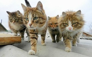 どのイケメンが好き？