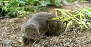 奄美大島でマングース「根絶」　環境省が宣言へ　ハブ対策で導入するも効果なく大増殖